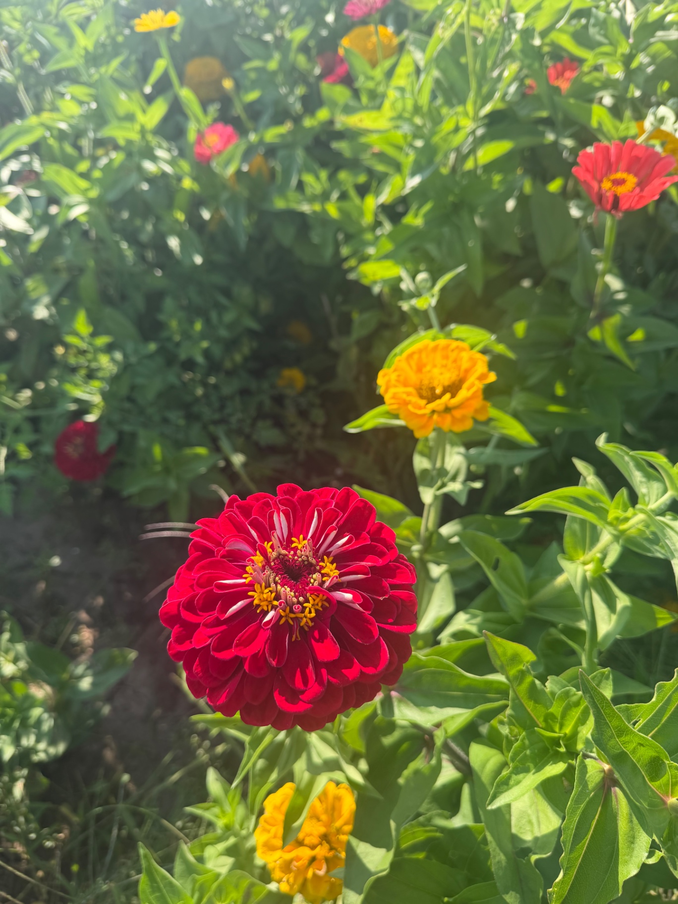 Bright zinnias growing in the farm's flower field
