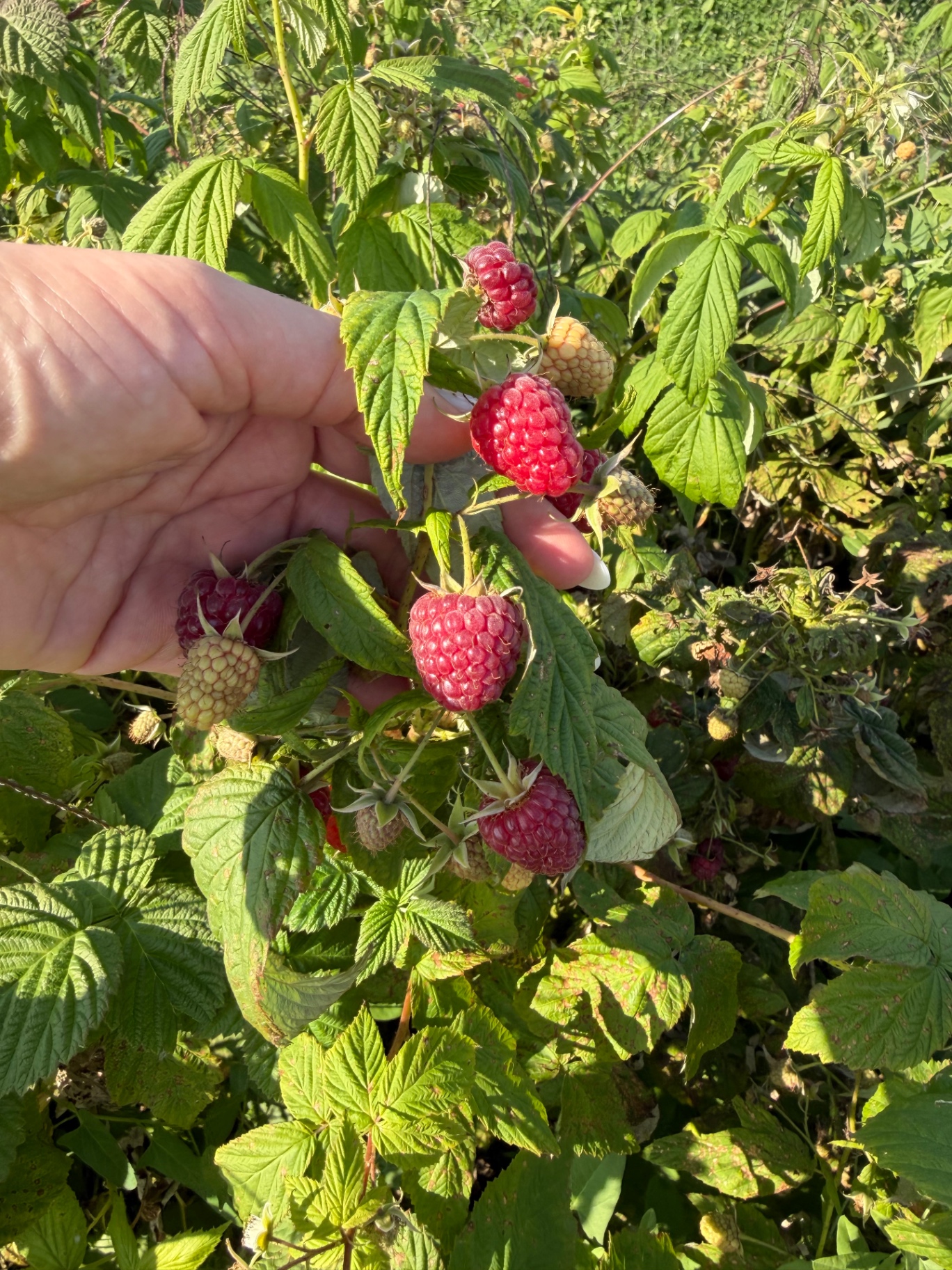 Picking ripe raspberries off the bush at the farm
