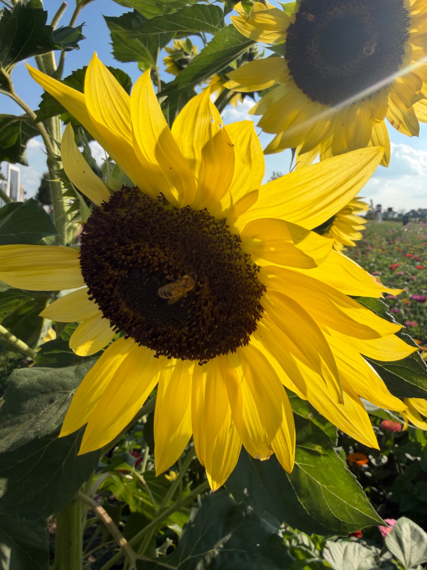 A sunflower with a bee in the farm's sunflower field