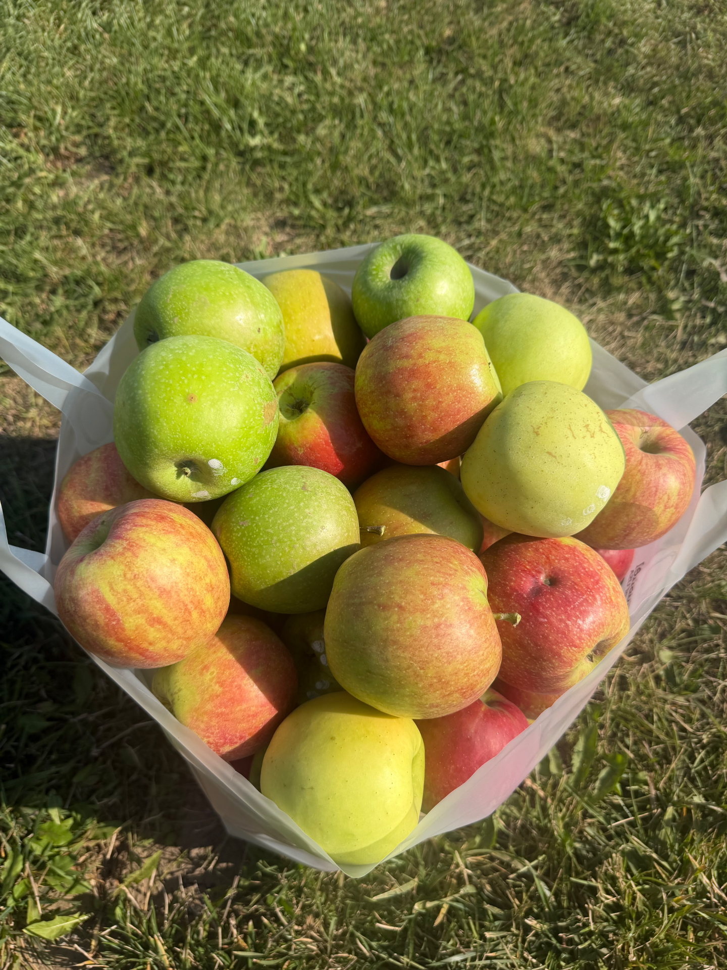 A full bag of freshly picked green and red apples in the orchard