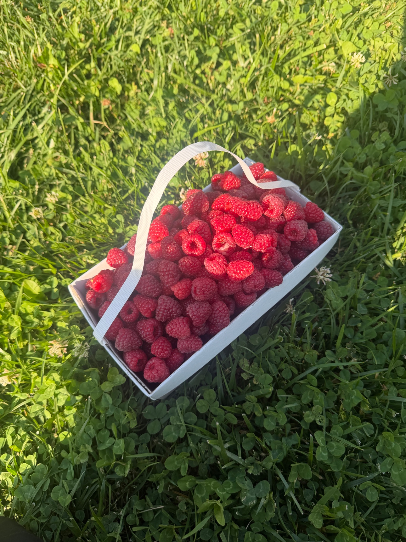 A full basket of freshly picked raspberries in the grass