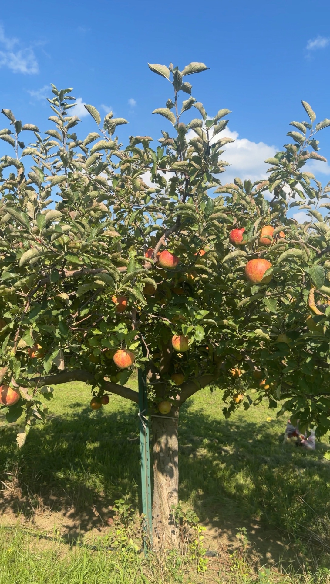 Apple Picking With My Son (And the Cake We Made After)